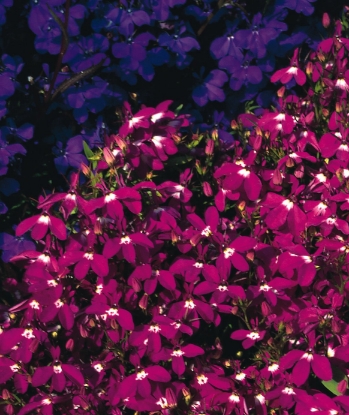 Picture of Lobelia - Rosamund